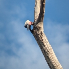 Eolophus roseicapilla at Wellington, NSW - 1 Jan 2024