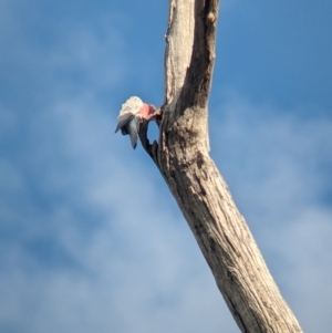 Eolophus roseicapilla at Wellington, NSW - 1 Jan 2024 05:50 PM