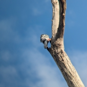 Eolophus roseicapilla at Wellington, NSW - 1 Jan 2024 05:50 PM