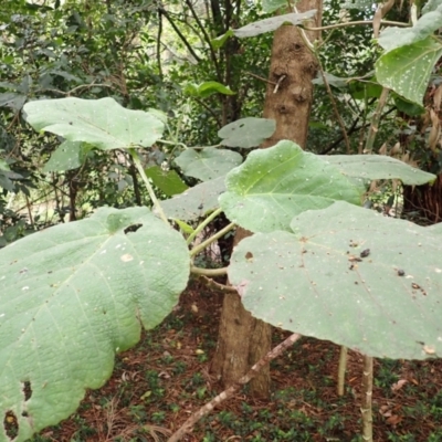 Dendrocnide excelsa (Stinging Tree) at Kiama, NSW - 1 Jan 2024 by plants