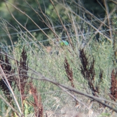 Psephotus haematonotus at Wellington, NSW - 1 Jan 2024