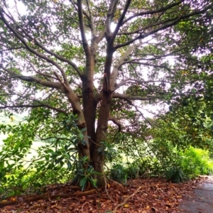 Ficus macrophylla at Kiama, NSW - 1 Jan 2024
