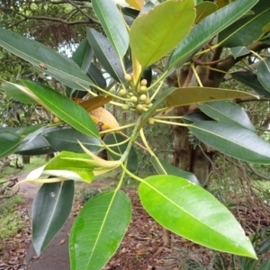 Ficus macrophylla at Kiama, NSW - 1 Jan 2024