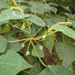 Homalanthus populifolius at Kiama, NSW - 1 Jan 2024 11:03 AM