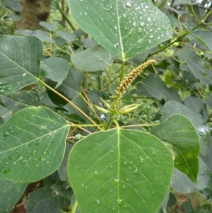 Homalanthus populifolius at Kiama, NSW - 1 Jan 2024 11:03 AM