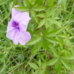 Ipomoea cairica (Coastal Morning Glory, Mile a Minute) at Kiama, NSW - 1 Jan 2024 by plants