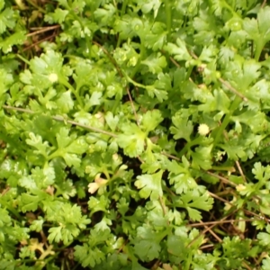 Leptinella longipes at Kiama, NSW - 1 Jan 2024 10:48 AM