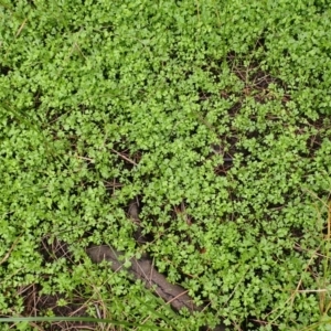 Leptinella longipes at Kiama, NSW - 1 Jan 2024 10:48 AM