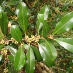 Myrsine howittiana (Brush Muttonwood) at Kiama, NSW - 1 Jan 2024 by plants