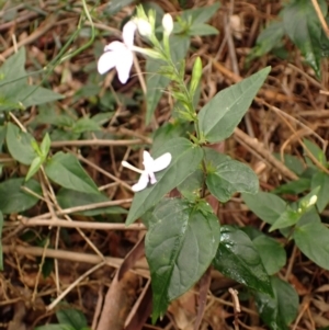 Pseuderanthemum variabile at Kiama, NSW - 1 Jan 2024 11:30 AM