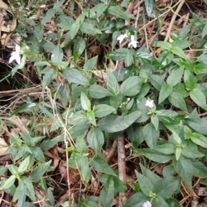 Pseuderanthemum variabile at Kiama, NSW - 1 Jan 2024