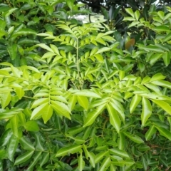 Pararchidendron pruinosum var. pruinosum (Snow Wood) at Kiama, NSW - 1 Jan 2024 by plants