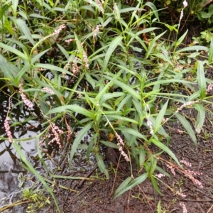 Persicaria decipiens at Kiama, NSW - 1 Jan 2024