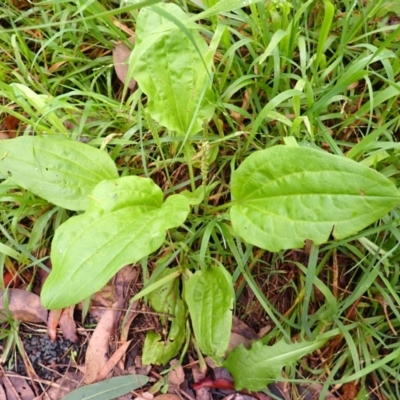 Plantago major (Greater Plantain) at Kiama, NSW - 1 Jan 2024 by plants