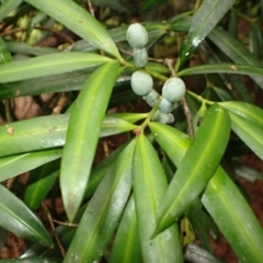 Podocarpus elatus (Plum Pine, Brown Pine, Illawarra Plum) at Kiama, NSW - 1 Jan 2024 by plants
