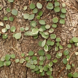 Pyrrosia rupestris at Kiama, NSW - 1 Jan 2024