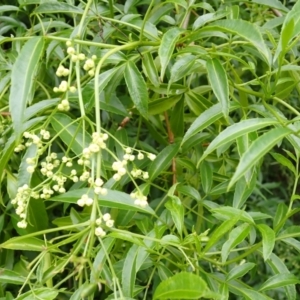 Sambucus australasica at Kiama, NSW - 1 Jan 2024 11:09 AM