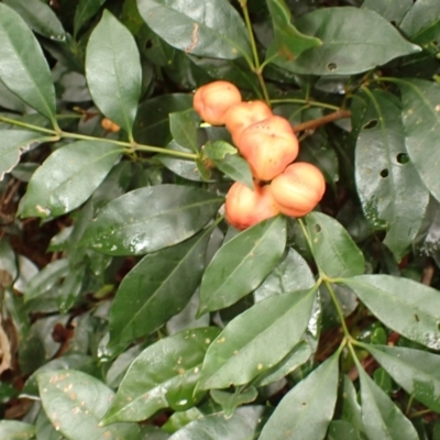 Synoum glandulosum subsp. glandulosum (Scentless Rosewood) at Kiama, NSW - 1 Jan 2024 by plants