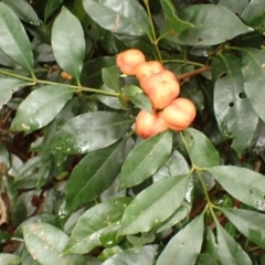 Synoum glandulosum subsp. glandulosum (Scentless Rosewood) at Kiama, NSW - 1 Jan 2024 by plants