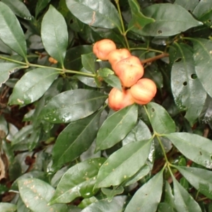 Synoum glandulosum subsp. glandulosum at Kiama, NSW - 1 Jan 2024