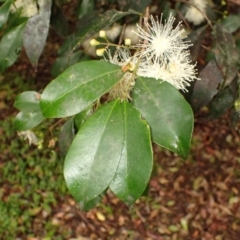 Syzygium paniculatum (Magenta Lilly Pilly, Magenta Brush Cherry) at Kiama, NSW - 1 Jan 2024 by plants