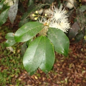Syzygium paniculatum at Kiama, NSW - 1 Jan 2024