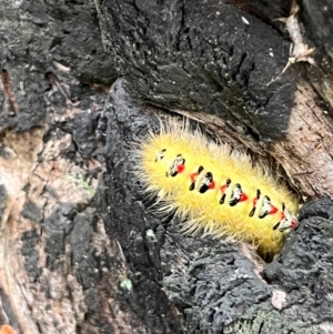 Trichiocercus sparshalli at Tidbinbilla Nature Reserve - 1 Jan 2024