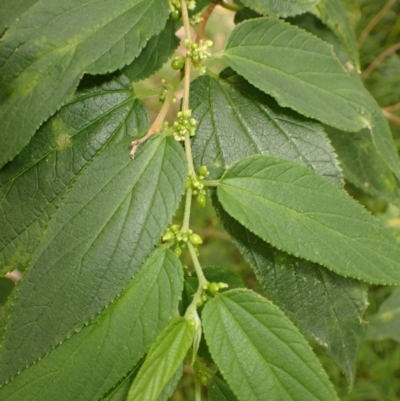 Trema tomentosa var. aspera (Native Peach) at Kiama, NSW - 1 Jan 2024 by plants