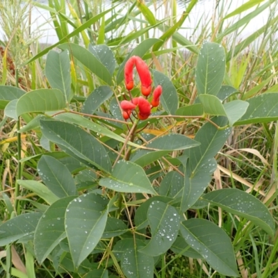 Erythrina crista-galli (Cockspur Coral Tree) at Kiama, NSW - 1 Jan 2024 by plants