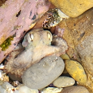 Octopus tetricus at Batemans Marine Park - 1 Jan 2024