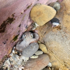 Octopus tetricus at Batemans Marine Park - 1 Jan 2024