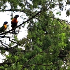 Trichoglossus moluccanus (Rainbow Lorikeet) at Mount Painter - 8 Dec 2023 by SarahHnatiuk