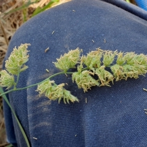 Dactylis glomerata at Rugosa - 28 Dec 2023