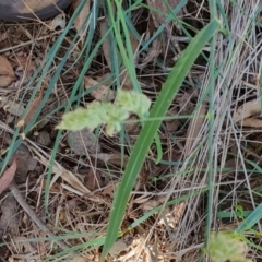 Dactylis glomerata at Rugosa - 28 Dec 2023