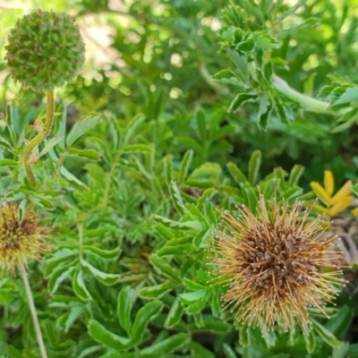 Acaena novae-zelandiae (Bidgee Widgee) at Rugosa - 28 Dec 2023 by SenexRugosus