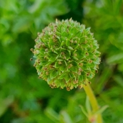 Acaena novae-zelandiae at Rugosa - 28 Dec 2023