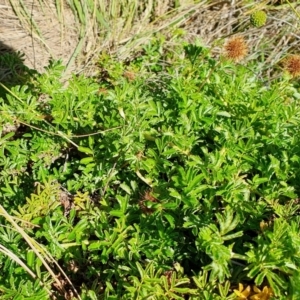 Acaena novae-zelandiae at Rugosa - 28 Dec 2023