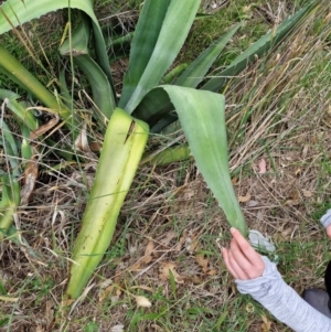 Agave americana at Strathnairn, ACT - 31 Dec 2023