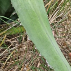 Agave americana at Strathnairn, ACT - 31 Dec 2023