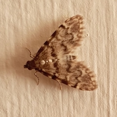 Metasia acharis (Spilomelinae) at Yass River, NSW - 28 Dec 2023 by SenexRugosus