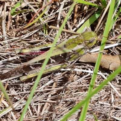 Gastrimargus musicus (Yellow-winged Locust or Grasshopper) at Rugosa - 1 Jan 2024 by SenexRugosus