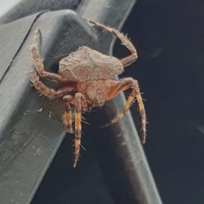 Dolophones sp. (genus) (Wrap-around spider) at Yass River, NSW - 1 Jan 2024 by SenexRugosus