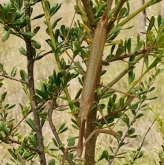 Archimantis sp. (genus) at Rugosa - 1 Jan 2024 by SenexRugosus