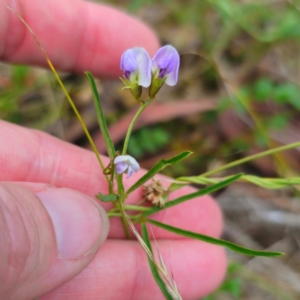 Glycine clandestina at Jerangle, NSW - suppressed