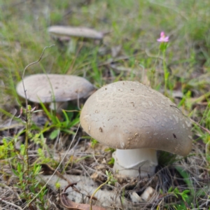 Amanita sp. at Jerangle, NSW - 1 Jan 2024 05:14 PM