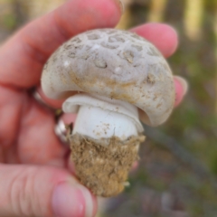 Amanita sp. at Jerangle, NSW - 1 Jan 2024 05:14 PM