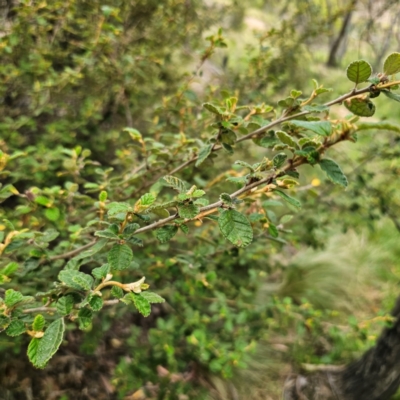 Pomaderris betulina subsp. betulina (Birch Pomaderris) at Peak View, NSW - 1 Jan 2024 by Csteele4