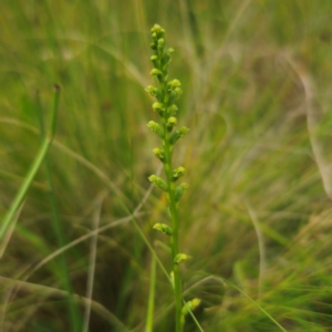 Microtis parviflora at Peak View, NSW - suppressed