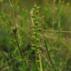 Microtis parviflora at Peak View, NSW - suppressed