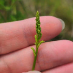 Microtis parviflora at Peak View, NSW - suppressed